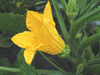 Cucurbita pepo Pâtisson jaune panaché vert; fleurs-F