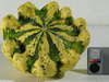 Cucurbita pepo Pâtisson jaune panaché vert; fruits