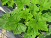 Cucurbita pepo Pâtisson jaune panaché vert; feuilles