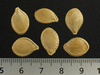 Cucurbita pepo Pâtisson jaune panaché vert; graines