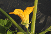 Cucurbita pepo Pâtisson jaune panaché vert; fleurs-M
