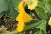 Cucurbita pepo Golden marbré; fleurs-M