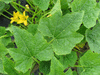 Cucurbita pepo Fordhook; feuilles