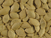 Cucurbita pepo Fordhook; graines