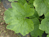 Cucurbita pepo Annabell; feuilles