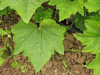 Cucurbita pepo Coloquinelle; feuilles