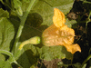 Cucurbita pepo Coloquinte cuillère; fleurs-F