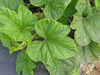 Cucurbita pepo Coloquinte cuillère; feuilles