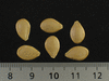 Cucurbita pepo Coloquinte cuillère; graines