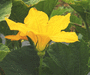 Cucurbita pepo Coloquinte cuillère; fleurs-M