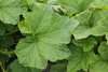 Cucurbita pepo F1 Sincérité; feuilles