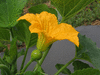 Cucurbita pepo Orange warted; fleurs-F