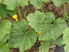 Cucurbita pepo Coloquinte poire rayée; feuilles