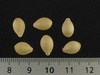 Cucurbita pepo Coloquinte poire rayée; graines