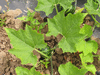 Cucurbita pepo Coloquinte plate rayée; feuilles
