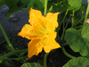 Cucurbita pepo Acoma pumpkin; fleurs-M