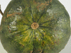 Cucurbita pepo Acoma pumpkin; ombilics