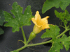 Cucurbita pepo Mandan; fleurs-F