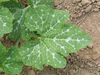 Cucurbita pepo Mandan; feuilles