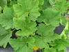 Cucurbita pepo Griffes du diable; feuilles