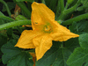 Cucurbita pepo Delicata bush; fleurs-F