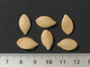 Cucurbita pepo F1 Early acorn; graines