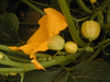 Cucurbita pepo F1 caméléon; fleurs-F