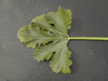 Cucurbita pepo F1 Tivoli; feuilles
