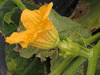 Cucurbita pepo Griffes du diable blanche; fleurs-F