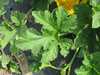 Cucurbita pepo Griffes du diable blanche; feuilles