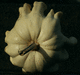 Cucurbita pepo Griffes du diable blanche; pedoncules