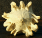 Cucurbita pepo Griffes du diable blanche; ombilics