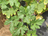 Cucurbita pepo Indian mix; feuilles