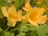 Cucurbita pepo Pâtisson vert et blanc; fleurs-F