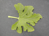 Cucurbita pepo Pâtisson vert et blanc; feuilles