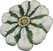 Cucurbita pepo Pâtisson vert et blanc; fruits