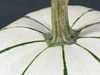 Cucurbita pepo Pâtisson vert et blanc; pedoncules