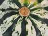 Cucurbita pepo Pâtisson vert et blanc; ombilics
