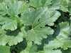 Cucurbita pepo Blanche de Virginie; feuilles