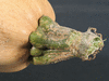 Cucurbita pepo Blanche de Virginie; pedoncules