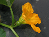 Cucurbita pepo Gourd verruqueuse (orange warted); fleurs-F