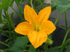 Cucurbita pepo Gourd verruqueuse (orange warted); fleurs-M