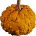 Gourd verruqueuse (orange warted)