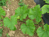 Cucurbita pepo Gourd verruqueuse (orange warted); feuilles