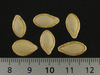 Cucurbita pepo Gourd verruqueuse (orange warted); graines