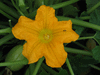 Cucurbita pepo Cheyenne Bush; fleurs-M