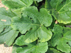 Cucurbita pepo Cheyenne Bush; feuilles