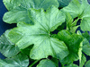 Cucurbita pepo Table king; feuilles