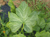 Cucurbita pepo Sugarloaf; feuilles