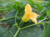 Cucurbita pepo Omaha; fleurs-F